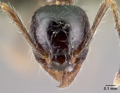 Pheidole spinosa specimen CASENT0196186 image casent0196186_2