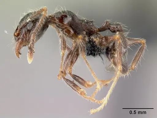 Pheidole spinosa specimen CASENT0196186 image casent0196186_3