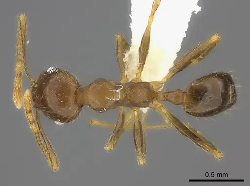 Pheidole spinosa specimen CASENT0198327 image casent0198327_1