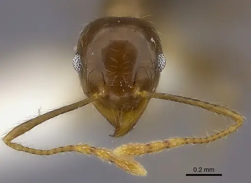Pheidole spinosa specimen CASENT0198327 image casent0198327_2