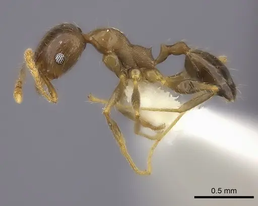 Pheidole spinosa specimen CASENT0198327 image casent0198327_3