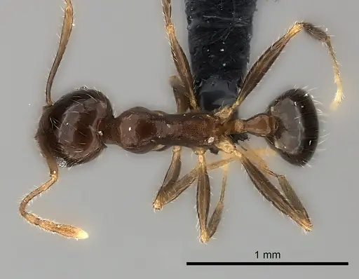 Pheidole spinosa specimen CASENT0217990 image casent0217990_1