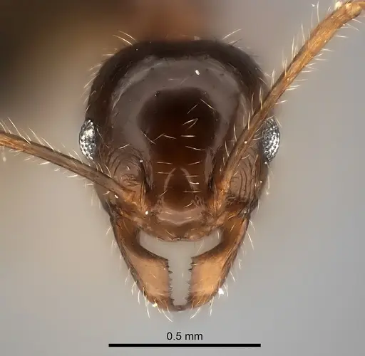 Pheidole spinosa specimen CASENT0217990 image casent0217990_2