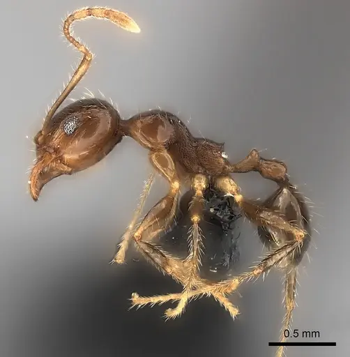 Pheidole spinosa specimen CASENT0217990 image casent0217990_3