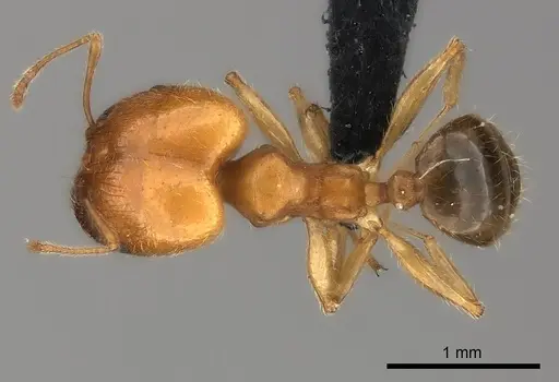 Pheidole spinosa specimen CASENT0217997 image casent0217997_1