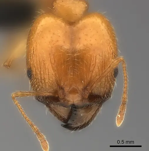 Pheidole spinosa specimen CASENT0217997 image casent0217997_2