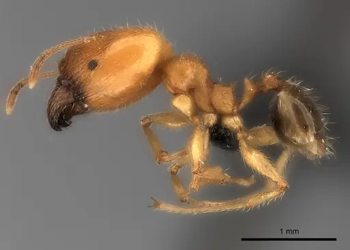 Pheidole spinosa specimen CASENT0217997 image casent0217997_3