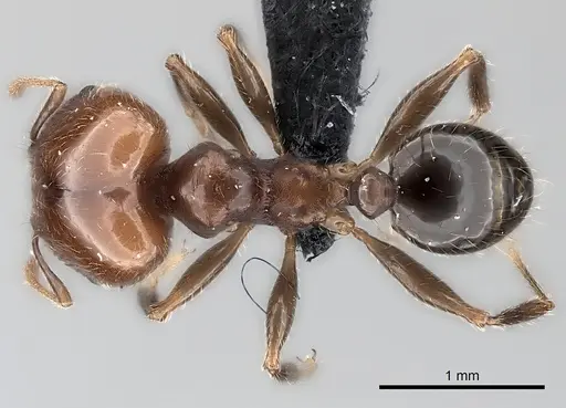 Pheidole spinosa specimen CASENT0217998 image casent0217998_1