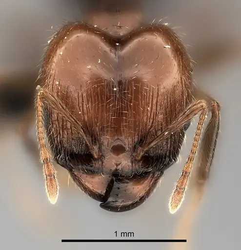 Pheidole spinosa specimen CASENT0217998 image casent0217998_2