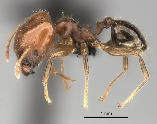 Pheidole spinosa specimen CASENT0217998 image casent0217998_3