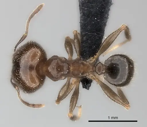 Pheidole spinosa specimen CASENT0217999 image casent0217999_1