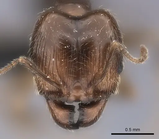 Pheidole spinosa specimen CASENT0217999 image casent0217999_2