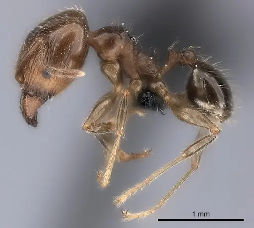 Pheidole spinosa specimen CASENT0217999 image casent0217999_3