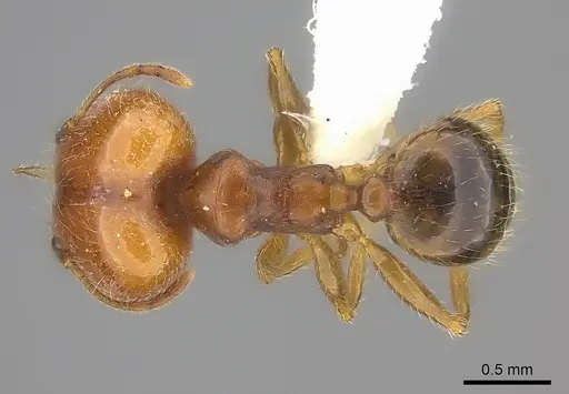 Pheidole spinosa specimen CASENT0235115 image casent0235115_1