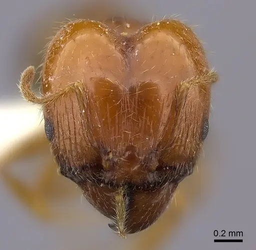Pheidole spinosa specimen CASENT0235115 image casent0235115_2