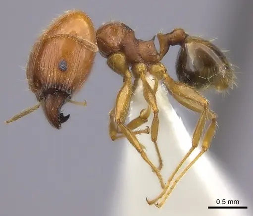 Pheidole spinosa specimen CASENT0235115 image casent0235115_3