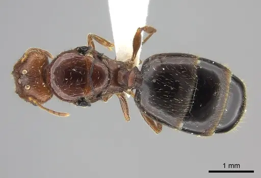 Pheidole spinosa specimen CASENT0235116 image casent0235116_1