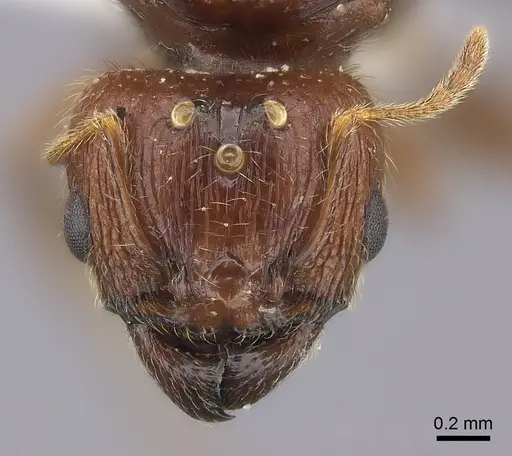 Pheidole spinosa specimen CASENT0235116 image casent0235116_2