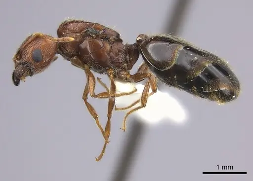 Pheidole spinosa specimen CASENT0235116 image casent0235116_3