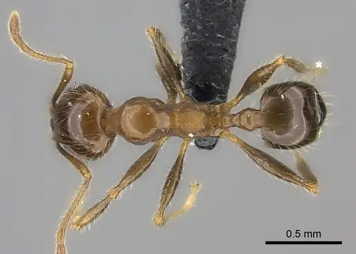 Pheidole spinosa specimen CASENT0235117 image casent0235117_1
