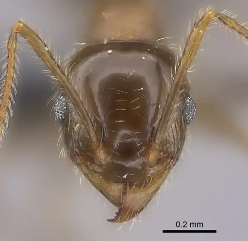Pheidole spinosa specimen CASENT0235117 image casent0235117_2