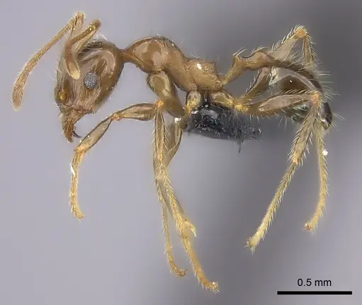 Pheidole spinosa specimen CASENT0235117 image casent0235117_3