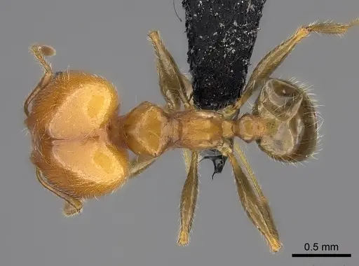 Pheidole spinosa specimen CASENT0235118 image casent0235118_1