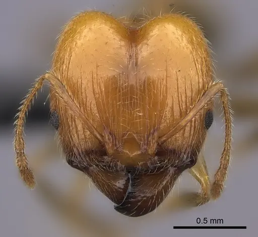 Pheidole spinosa specimen CASENT0235118 image casent0235118_2