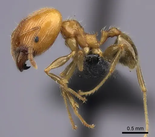 Pheidole spinosa specimen CASENT0235118 image casent0235118_3