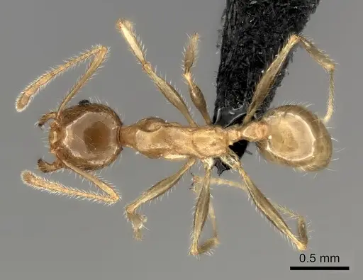 Pheidole spinosa specimen CASENT0235140 image casent0235140_1