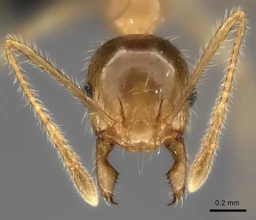 Pheidole spinosa specimen CASENT0235140 image casent0235140_2