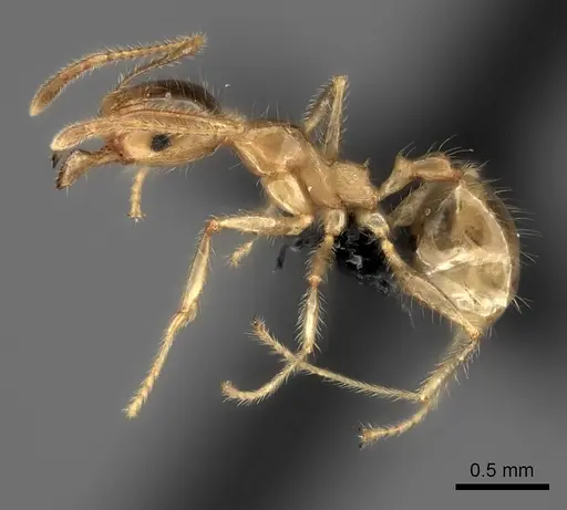 Pheidole spinosa specimen CASENT0235140 image casent0235140_3