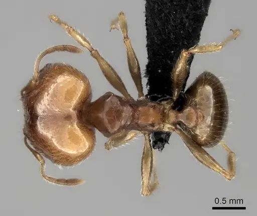 Pheidole spinosa specimen CASENT0235141 image casent0235141_1