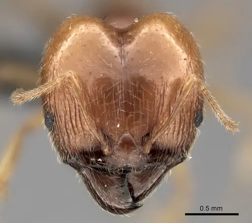Pheidole spinosa specimen CASENT0235141 image casent0235141_2