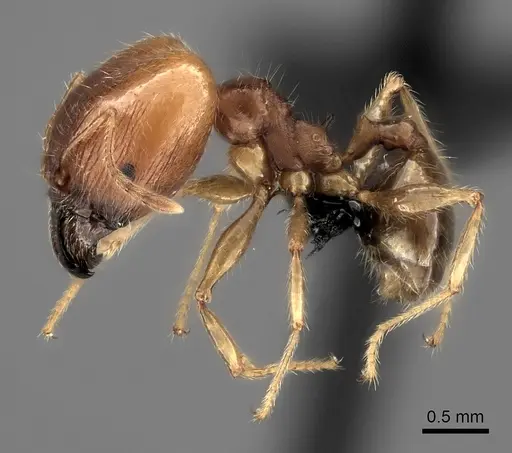 Pheidole spinosa specimen CASENT0235141 image casent0235141_3