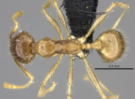 Pheidole spinosa specimen CASENT0235193 image casent0235193_1