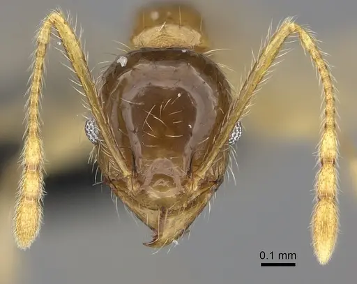 Pheidole spinosa specimen CASENT0235193 image casent0235193_2
