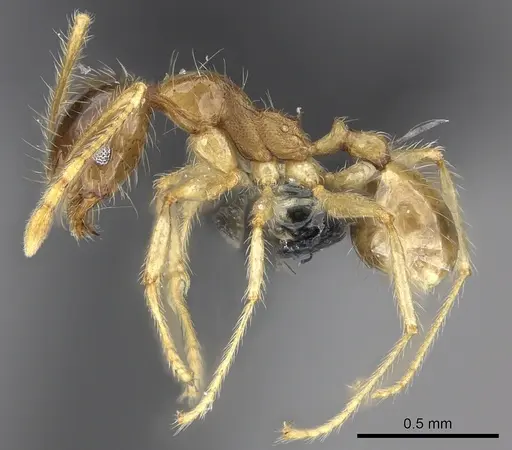 Pheidole spinosa specimen CASENT0235193 image casent0235193_3