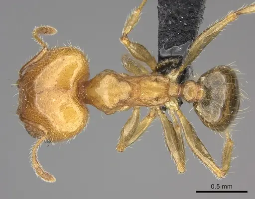 Pheidole spinosa specimen CASENT0235194 image casent0235194_1