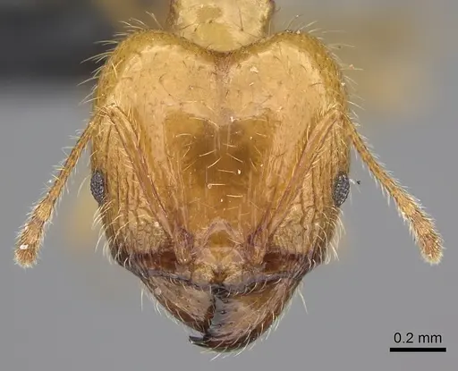 Pheidole spinosa specimen CASENT0235194 image casent0235194_2