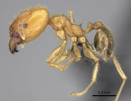 Pheidole spinosa specimen CASENT0235194 image casent0235194_3