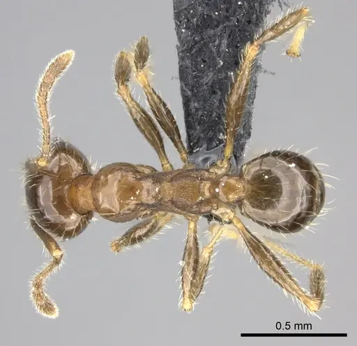 Pheidole spinosa specimen CASENT0235195 image casent0235195_1