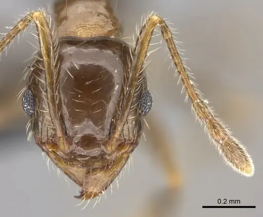 Pheidole spinosa specimen CASENT0235195 image casent0235195_2