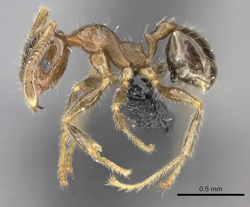 Pheidole spinosa specimen CASENT0235195 image casent0235195_3