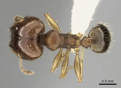 Pheidole spinosa specimen CASENT0427678 image casent0427678_1