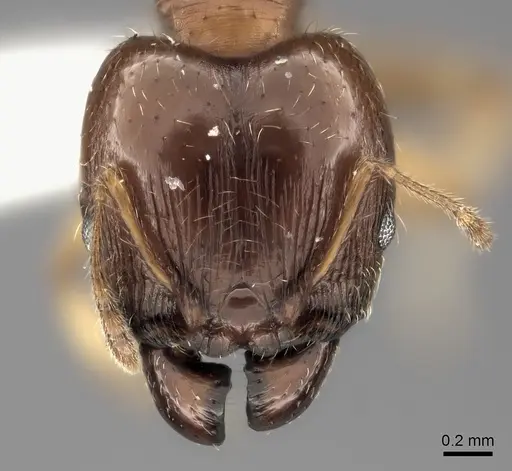 Pheidole spinosa specimen CASENT0427678 image casent0427678_2