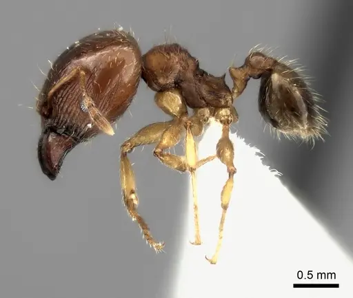 Pheidole spinosa specimen CASENT0427678 image casent0427678_3
