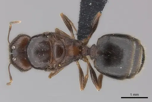 Pheidole spinosa specimen CASENT0442821 image casent0442821_1