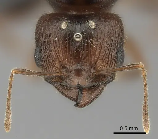 Pheidole spinosa specimen CASENT0442821 image casent0442821_2