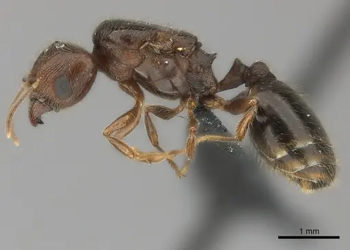 Pheidole spinosa specimen CASENT0442821 image casent0442821_3